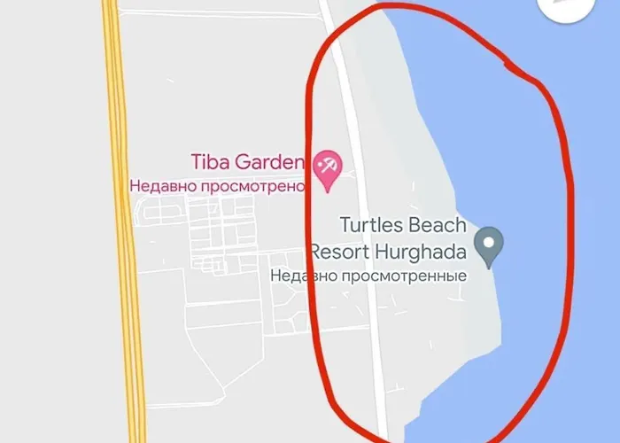 Turtles *